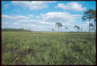 Cypress Creek, St. Lucie County