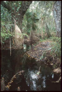 Cypress Creek, St. Lucie County